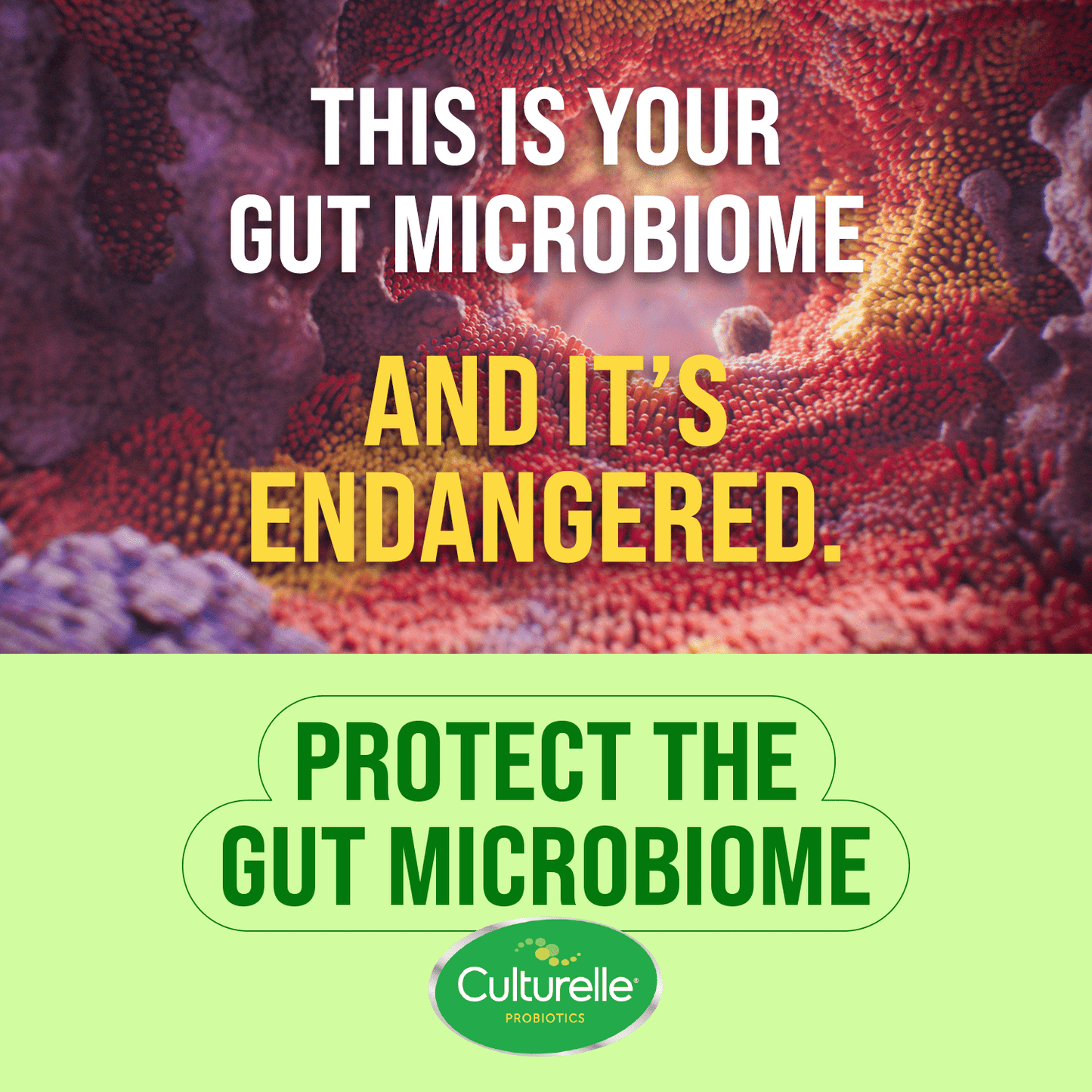 Scared CoreTM-Daily Probiotic + Immune Support (Culturelle, 30 Count)